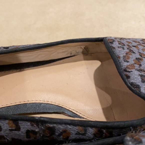 Grey Leopard - Picture 6 of 8